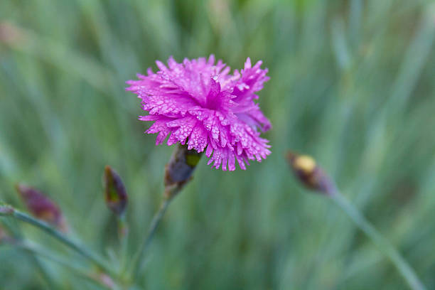 Pink Carnation Dianthus plumarius flower and bud macro on green background.