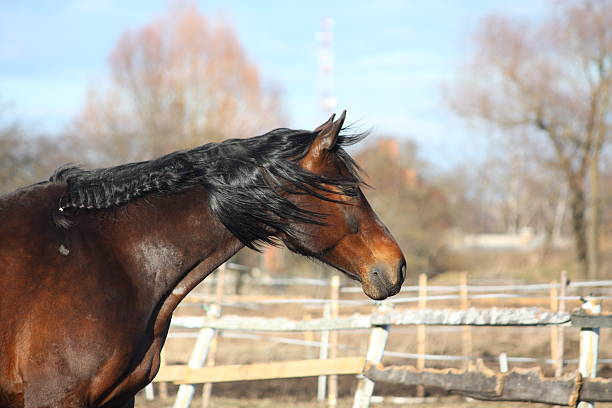 arabian horses - mares with foals move in the herd in the pasture