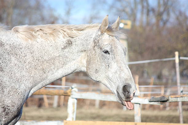 Horse eating grass.