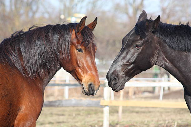 istock Brown and black horses playing 488240019