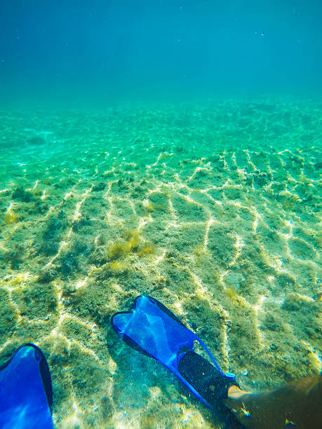 istock scuba fins and seaweeds 488240080