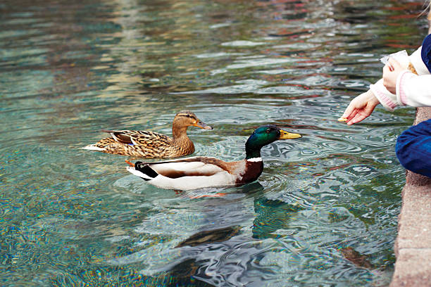 Hand stretches treat ducks in a city park
