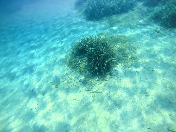 istock seaweeds in Sardinia seabed 488240372