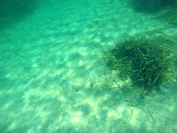 istock green seaweeds in Sardinia 488240414