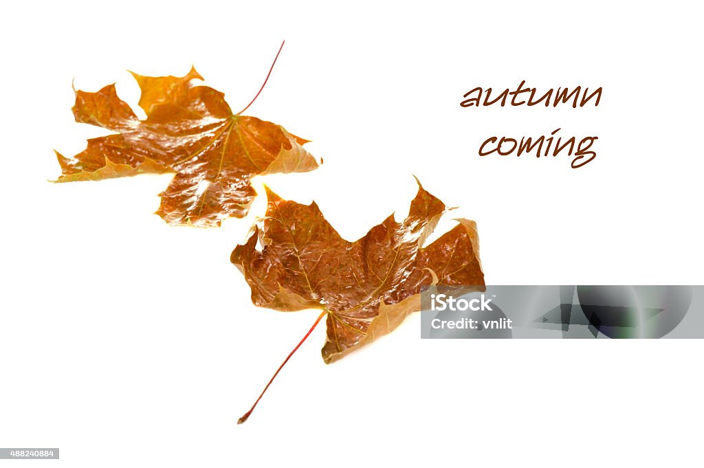 autumn  maple leaves autumn  maple leaves isolated on white background 2015 Stock Photo