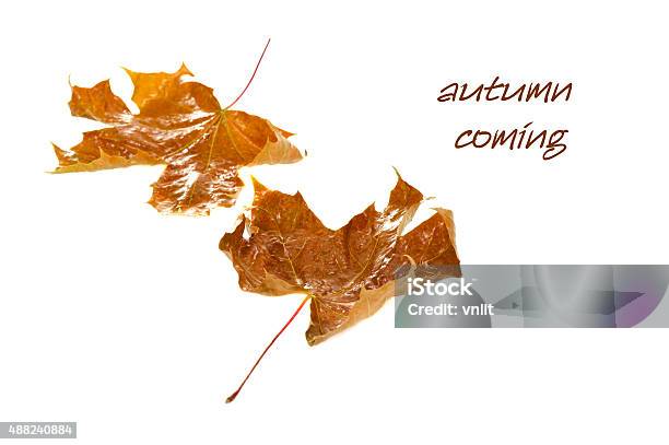 Autumn Maple Leaves Stock Photo - Download Image Now - 2015, Abstract, Aging Process