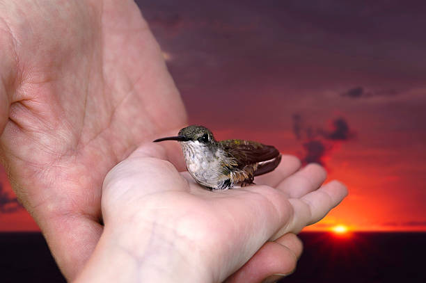 istock Releasing a Hummingbird Against a Beautiful Sunrise 488241696