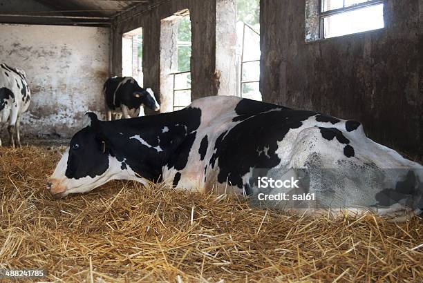 Some Cows In A Cattleshed Stock Photo - Download Image Now - Agriculture, Animal, Backgrounds