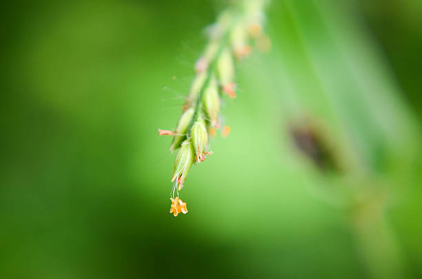 istock Beautiful flowers with abundant natural sneaks. 488241815