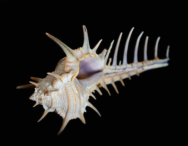 istock Troschel's Murex seashell isolated on black background 488242177