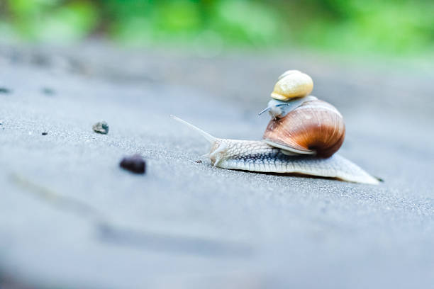 istock Couple of snails 488242841