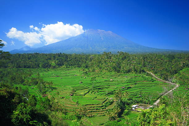 istock Rice terrace Bali Island indonesia tree plant field 488243205