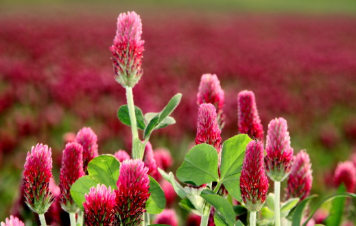 Cockscomb Flower or Celosia cristata with purple or magenta buds and green leaves blooming in the garden. Beautiful Burgundy Flower Stock Images.