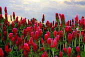 Red clover with blue sky