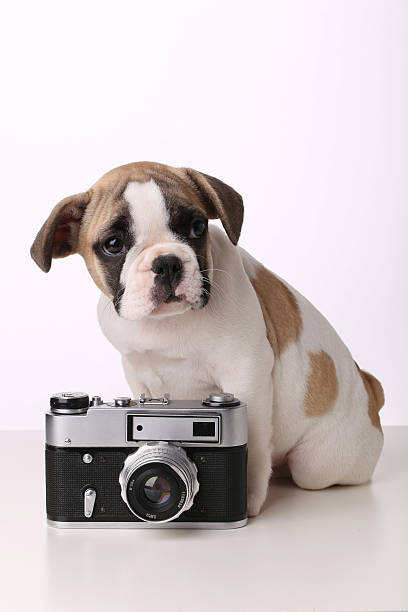 istock French Bulldog puppy sitting with a camera in front of 488243730