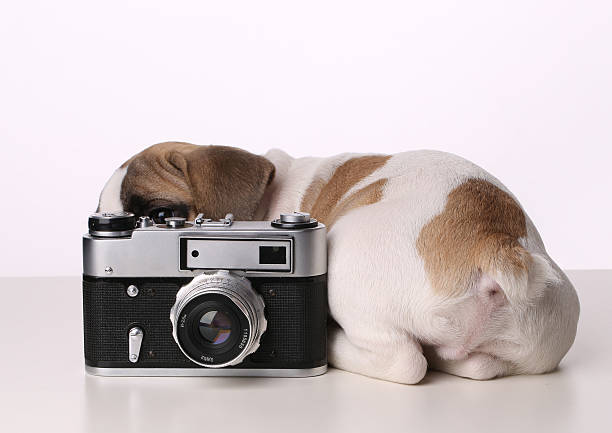 istock French Bulldog puppy hid muzzle  behind the camera in front 488243744