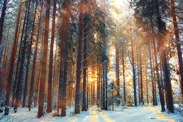 istock blurred background snowy forest nature park 488243804