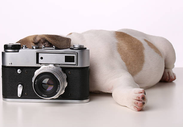 istock French Bulldog puppy hid muzzle  behind the camera in front 488243808