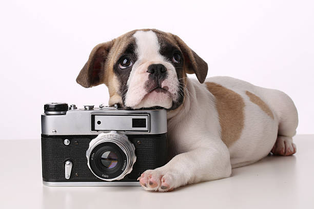 istock French bulldog puppy lying with a camera on white background 488243826