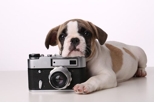 Cute little French bulldog puppy lying with a camera on white background and looks straight ahead.