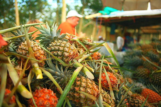 istock pineapple plantation in Thailand 488244150