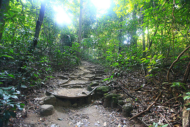 istock Asia Thailand jungle landscape 488244284