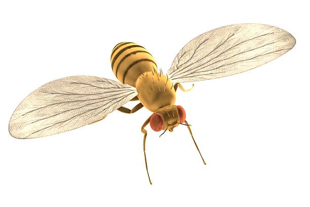 istock drozophila melanogast 488244337