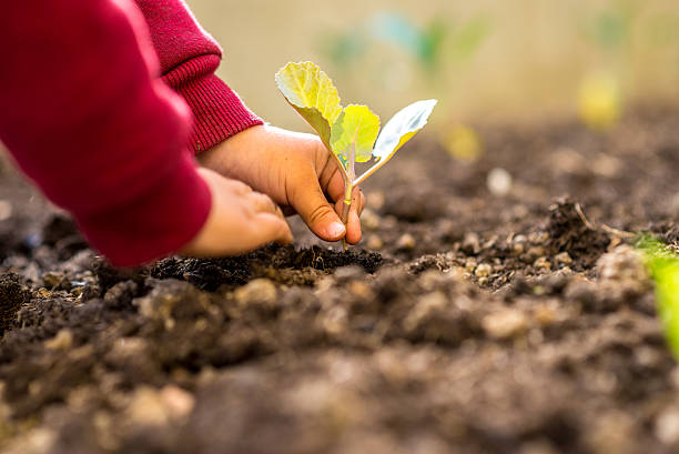 istock Person transplanting a young seedling 488244404