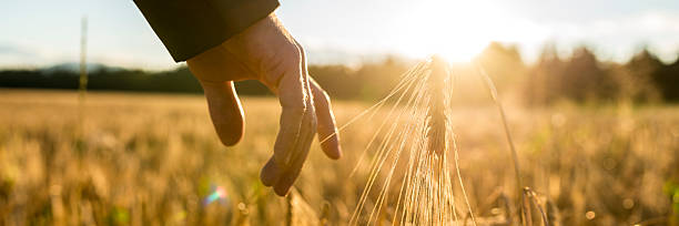 Man touching an ear of wheat at sunrise