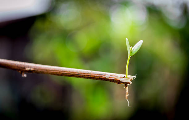 Plant seedlings Plant seedlings on ground in the garden. formal garden flower bed gardening vegetable garden stock pictures, royalty-free photos & images