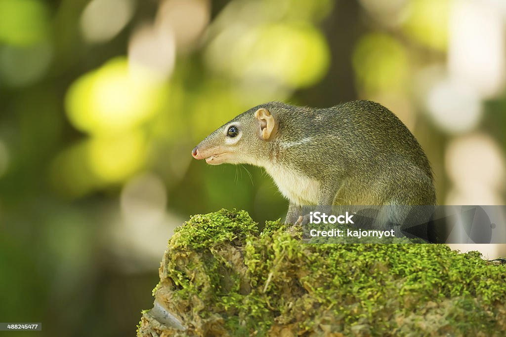 treeshrew comum - Foto de stock de Arganaz Gordo royalty-free