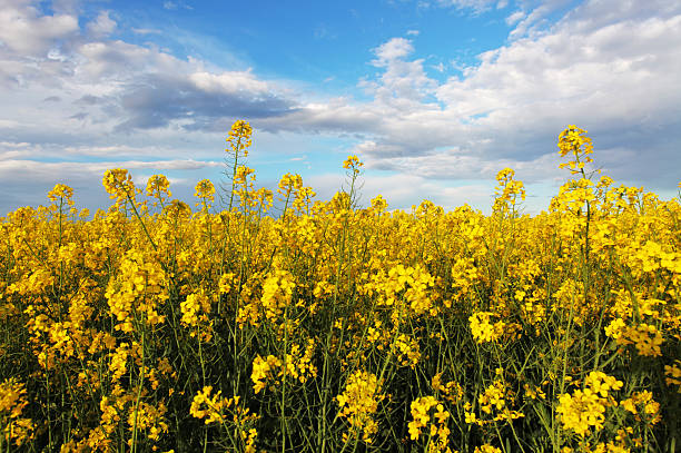 champ de colza lumineuse - manitoba prairie landscape canada photos et images de collection