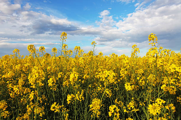 bright canola field bright canola field canola growth stock pictures, royalty-free photos & images
