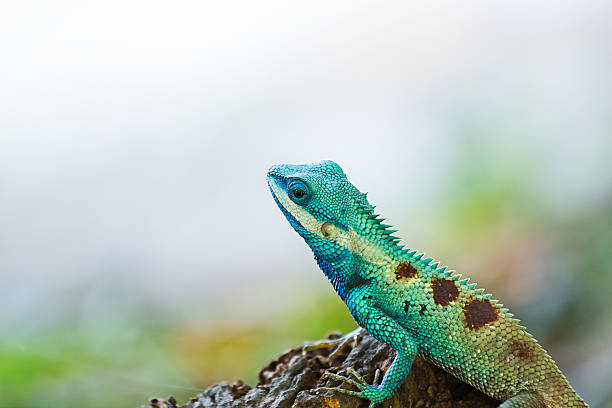 Blue iguana in the nature