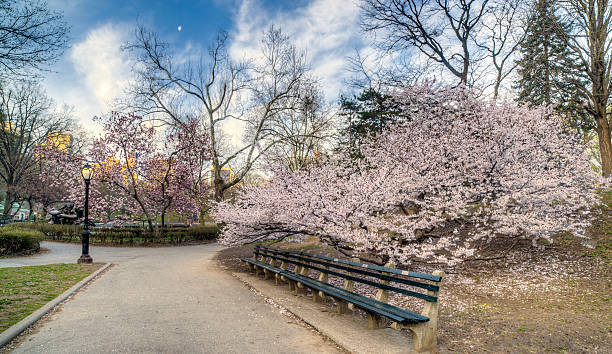 istock Spring in Central Park, New York City 488245943