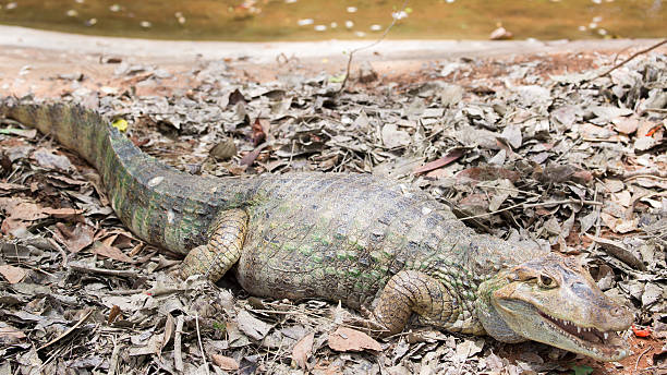 istock Crocodile is between land and water 488246275