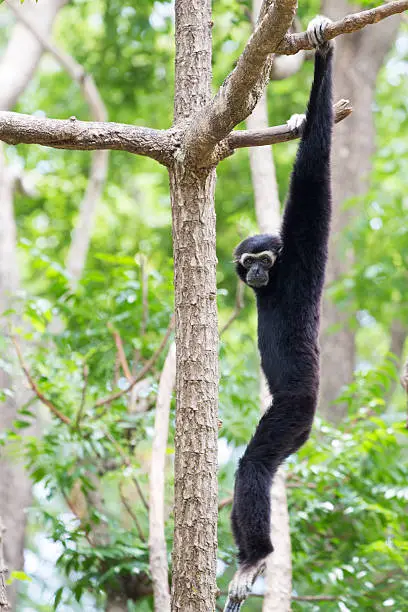 Siamang Gibbon hanging in the tree.