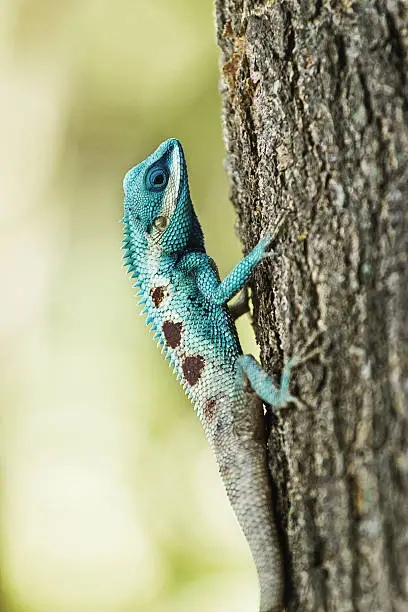 Photo of Blue iguana on tree branch