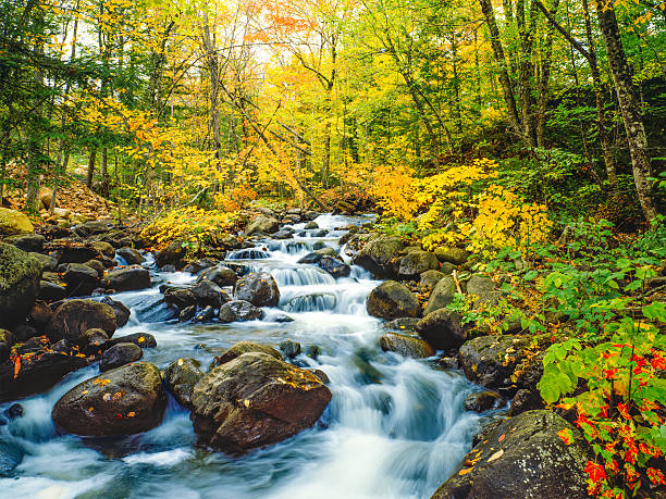 istock Autumn colors Underhill State Park Green Mountains, VT 488246666