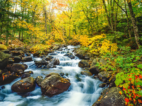 Browns Creek cascading waters lined with autumn colors of hardwood forest in the Green Mountains of Vermont
