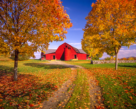 A dirt road fill the center foreground with two sugar maple tree in full fall color leading back to a red barn in the hillsides of the Green Mountains of Vermont