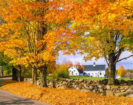 A row of sugar maplew in full autumn color with a stone wall fence fills the foreground leading back to dual white barns in the hillsides of the White Mountains, New Hampshire