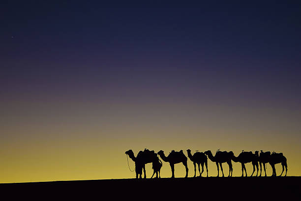 istock Camels during sunset in the desert 488246796
