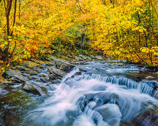 istock Green Mountain autumn with stream lined with hardwood forest,VT 488247052