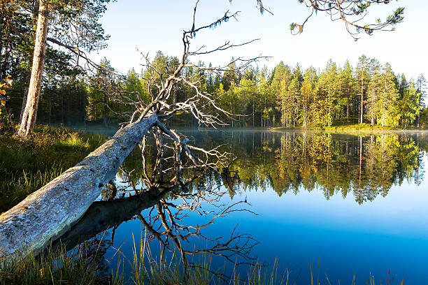 istock Wilderness in the autumn 488248298