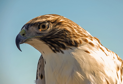 Closeup of Swainson's Hawk (Buteo swainsoni) from low angle against clear blue sky
