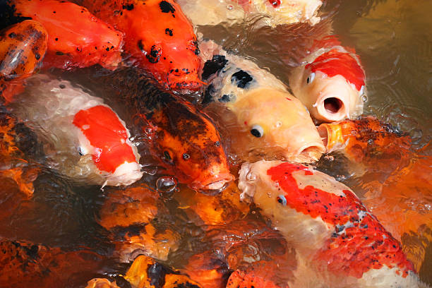 istock Koi Feeding Frenzy 488249054