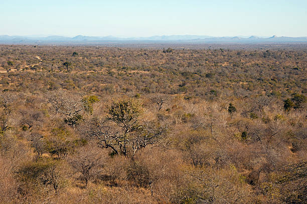 panorama del sud africa - kruger national park sunrise south africa africa foto e immagini stock