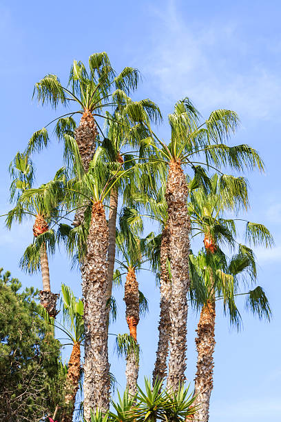 istock Weeping Palm Trees, San Diego California 488250510