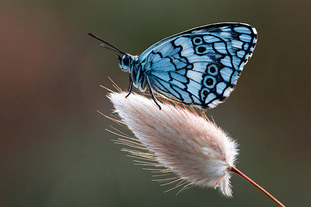 piękny butterfly - morph transition zdjęcia i obrazy z banku zdjęć